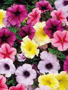 Plantas anuales