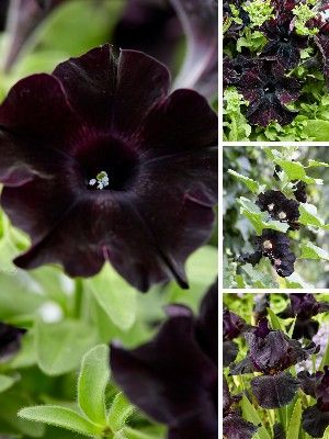 Plantas negras de jardín