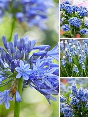 Plantas de jardín azules