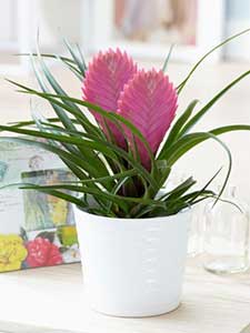 Bromelias