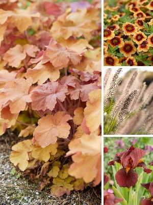 Plantas Marrones para el Jardín