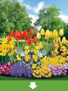 Bulbos de Flores