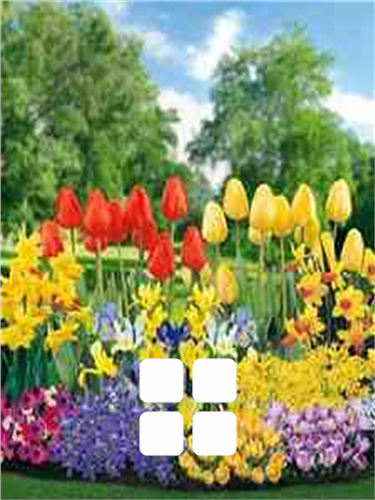 Bulbos de Flores