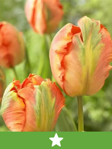 Nuevos Bulbos de Flores