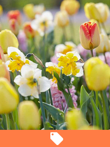 Oferta de Bulbos de Flores