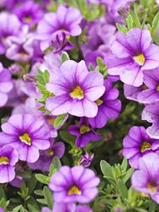 Plantas para macetas