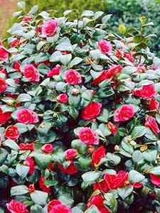 Camelia
