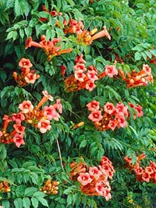 Campsis