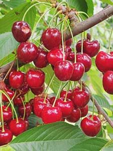 Cerezos
