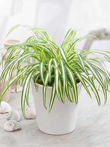 Planta de Coleo Verde
