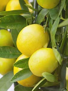 Árboles Cítricos
