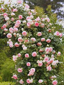 Rosas trepadoras