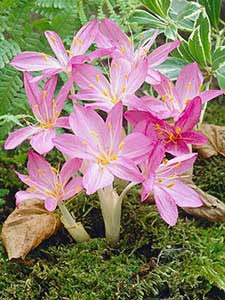 Bulbos de otoño