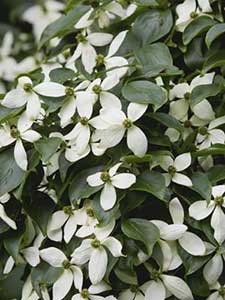 Cornus Cornejo