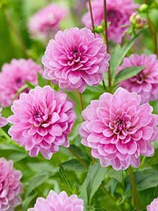 Dalias