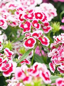 Clavel