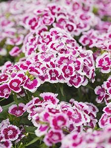 Clavel