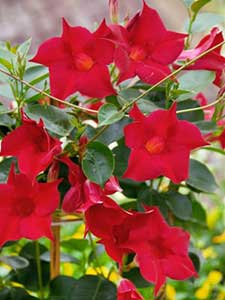 Dipladenia