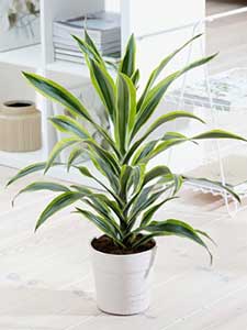 Plantas de Drácena