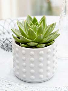 Echeveria