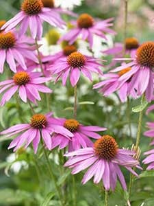Echinacea