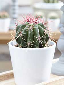 Cactus Ferocactus