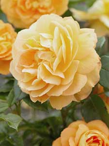Rosas Floribunda