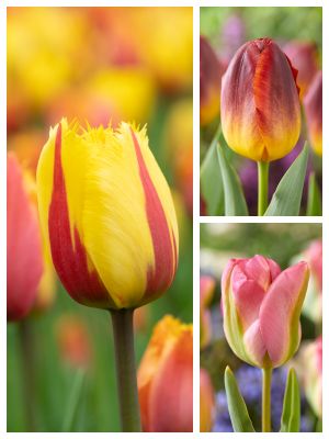 Bulbos de flores de dos colores