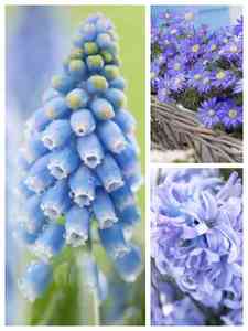 Bulbos de Flores Azules