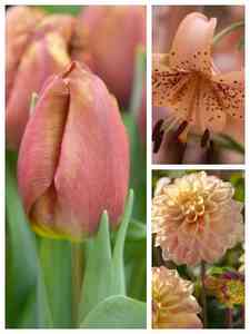 Bulbos de flores marrones