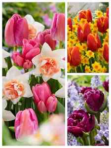 Bombillas de flores de colores mezclados
