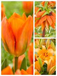 Bulbos de flor de naranja