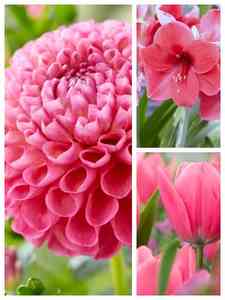 Bulbos de flores rosas