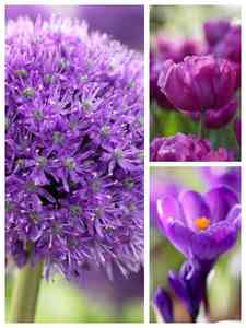 Bulbos de flores moradas