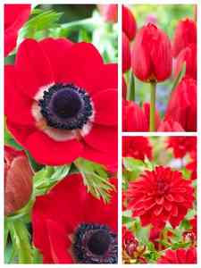 Bulbos de flores rojos