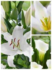 Bulbos de flores blancas