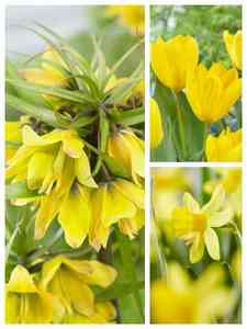 Bulbos de Flores Amarillas