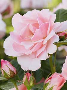 Rosas Fragantes