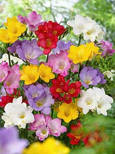 Flores de Fresia