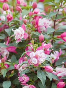 Fucsias