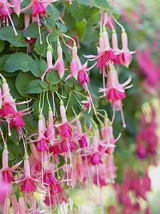 Fucsias - Plantas de campanilla