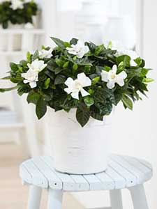 Plantas de Jazmín