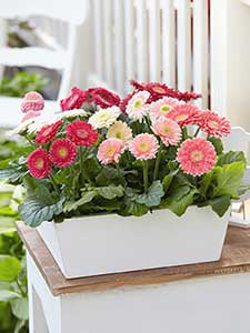 Gerberas