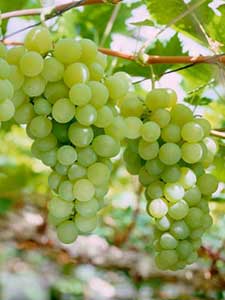 Uvas