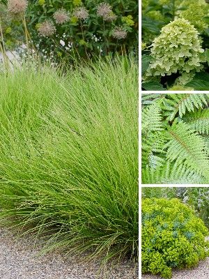 Plantas Verdes