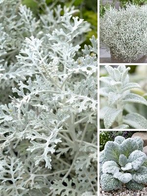 Plantas de jardín gris