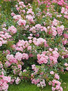 Rosas Cubre Suelo