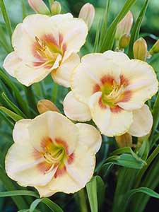 Hemerocallis - Lirios de día