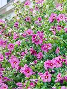 Hibisco
