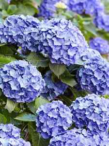 Hortensia